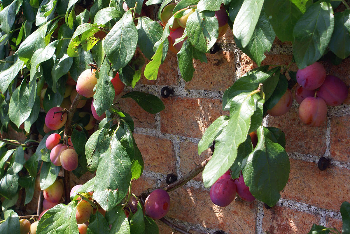 How To Grow A Plum Tree Stihl Blog