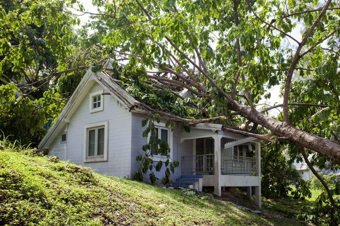 Clear up trees after a storm