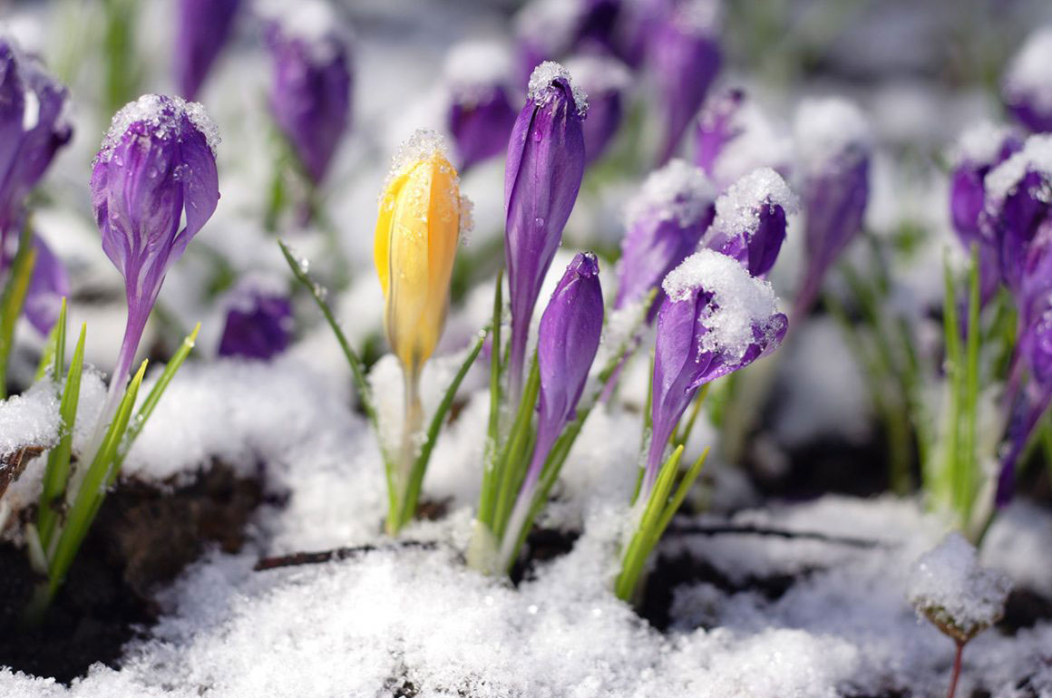 frosty flowers