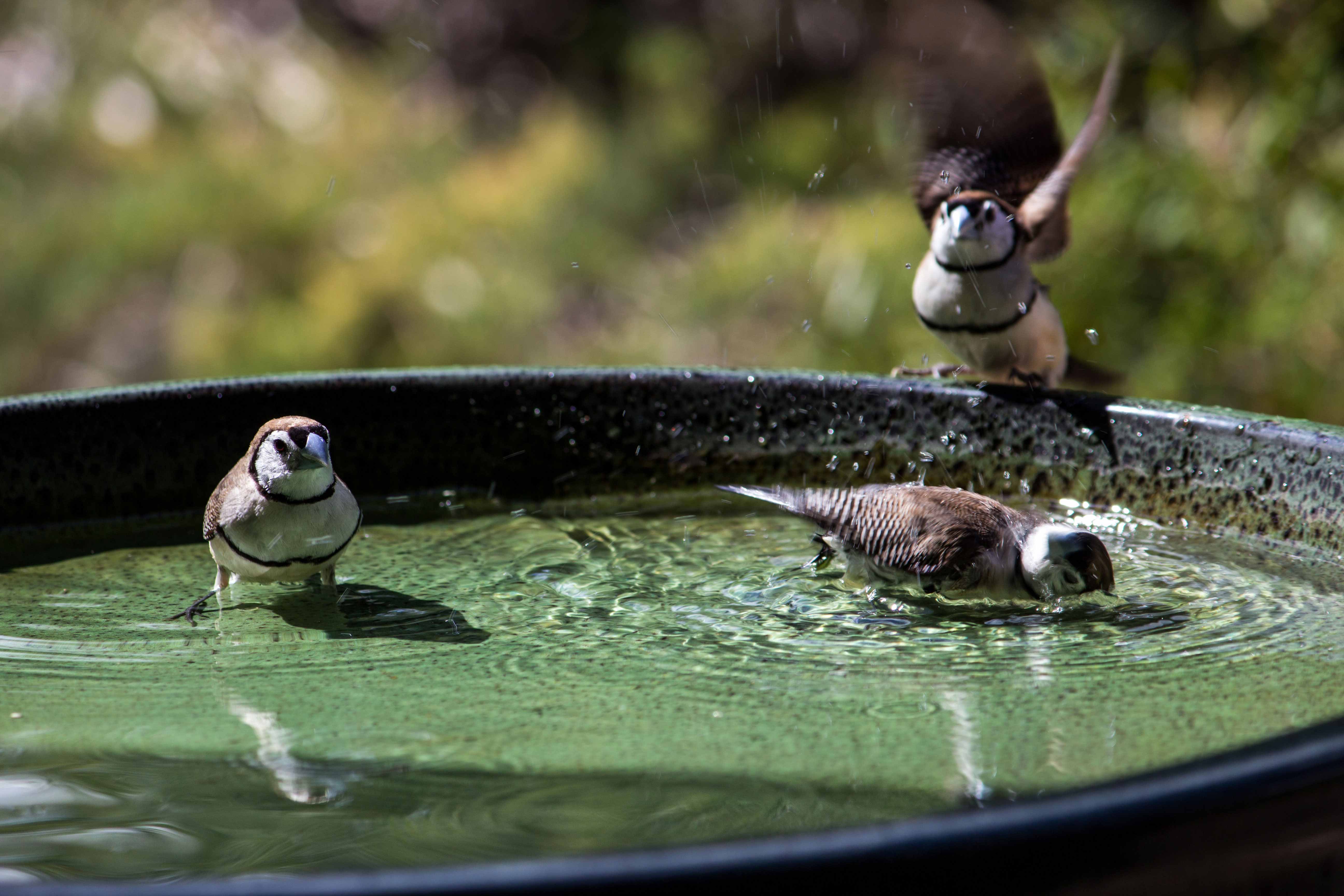 Attracting birds to your garden