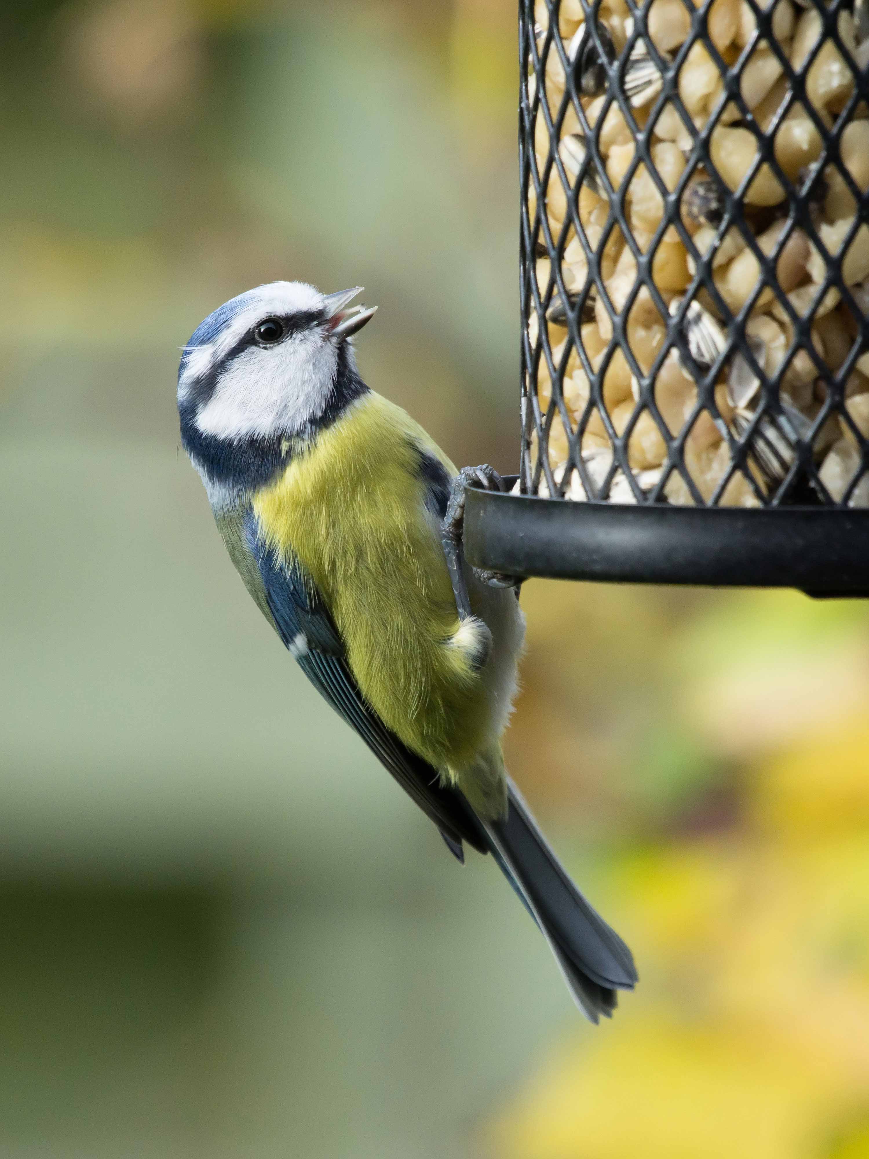 Attracting birds to your garden