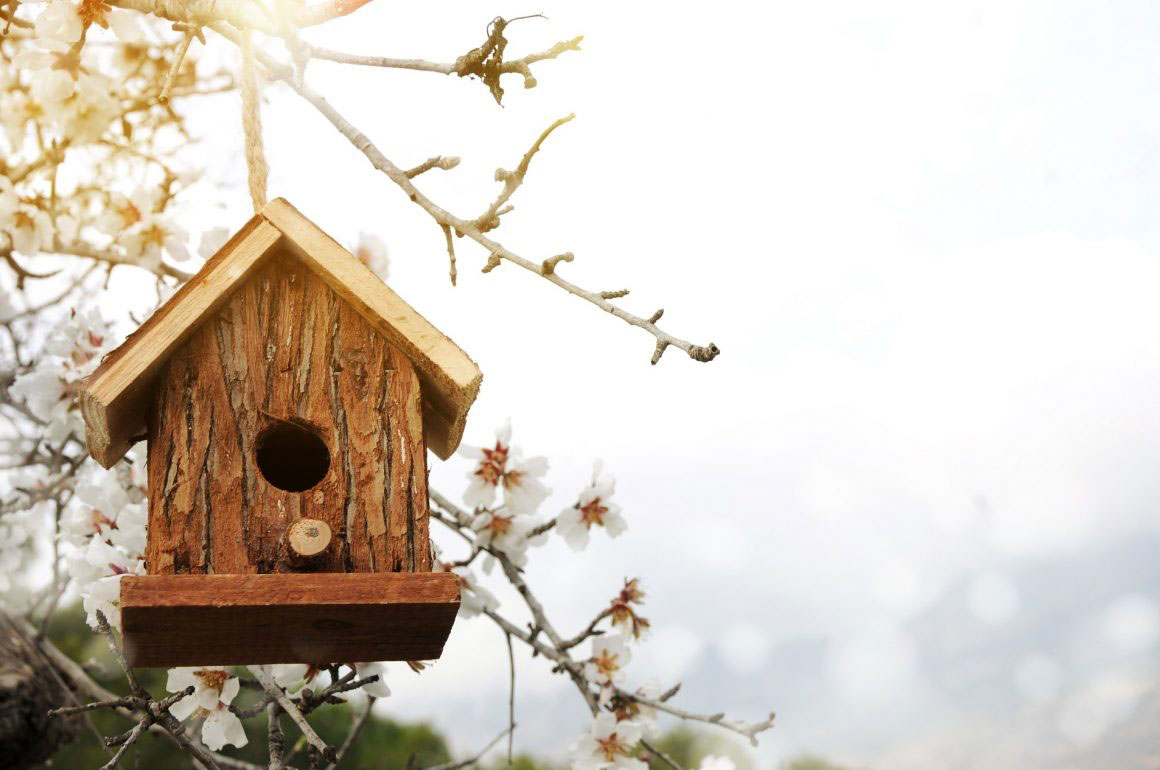 Attracting birds to your garden