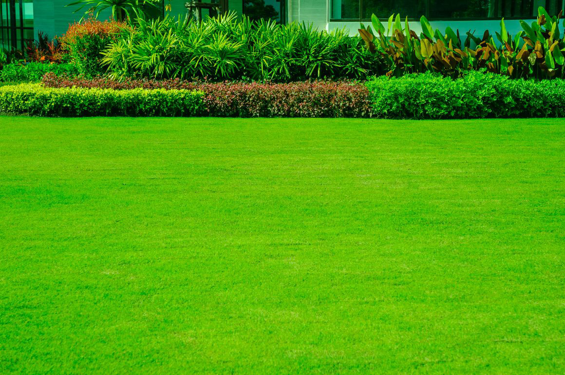 A lawn on sale