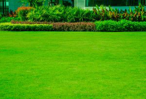 How to get the perfect lawn