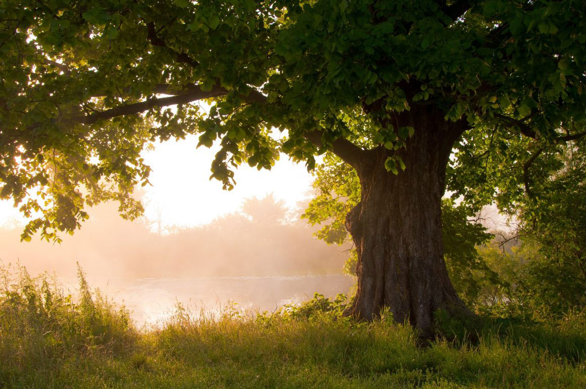 Oak trees UK