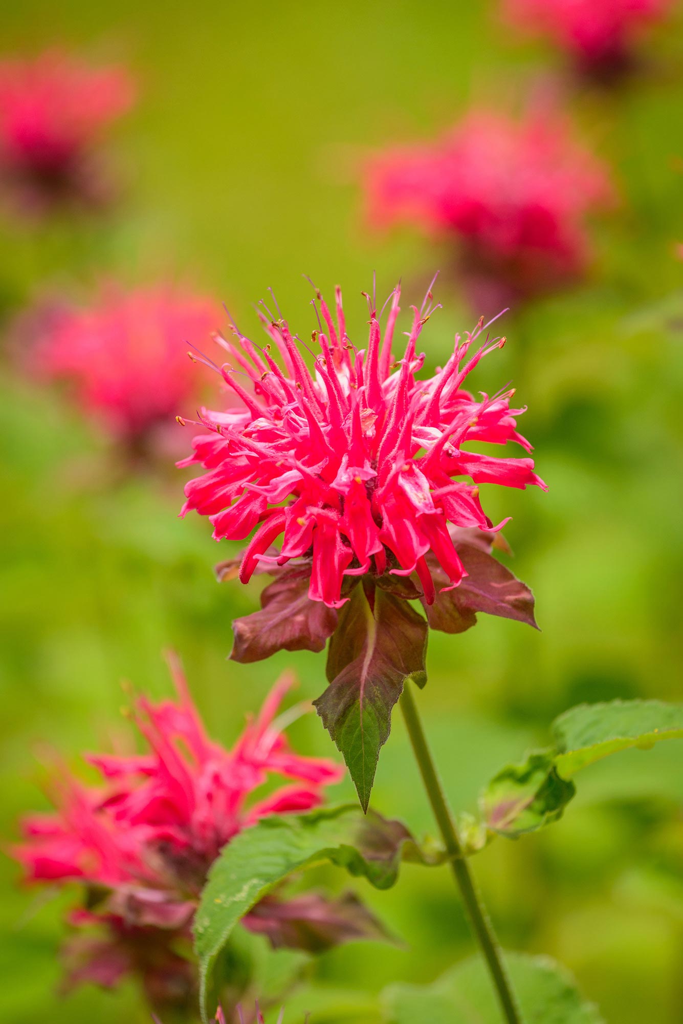 butterfly bee plants flowers