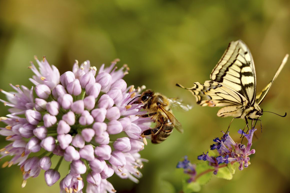 Bees butterfly garden