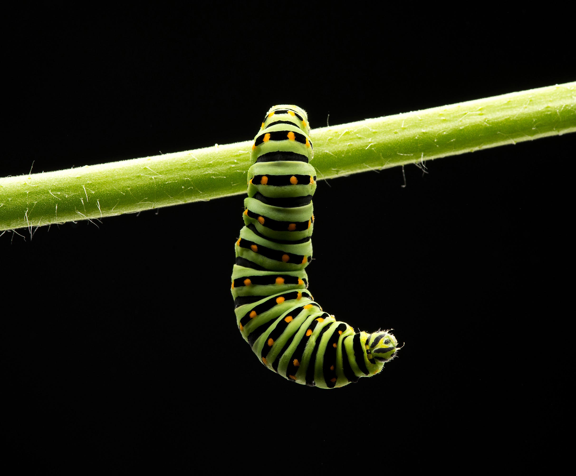 caterpillar garden