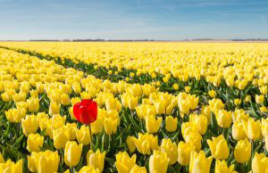 a field of yellow tulips with one red tulip