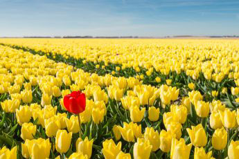 a field of yellow tulips with one red tulip