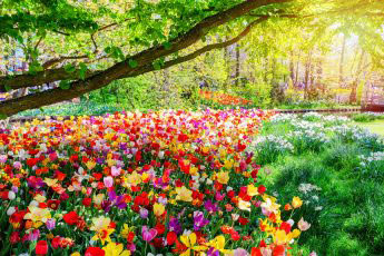 colourful spring flowers