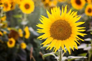 Grow sunflowers in your garden