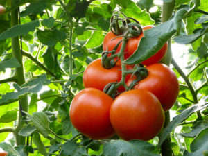 grow tomatoes in a greenhouse