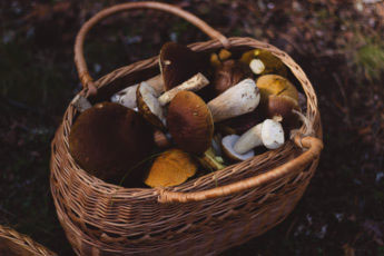 small basket used to forage