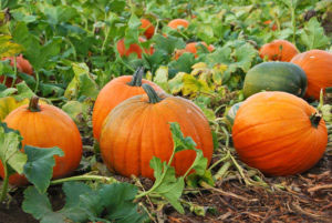 Growing pumpkins in your garden or allotment