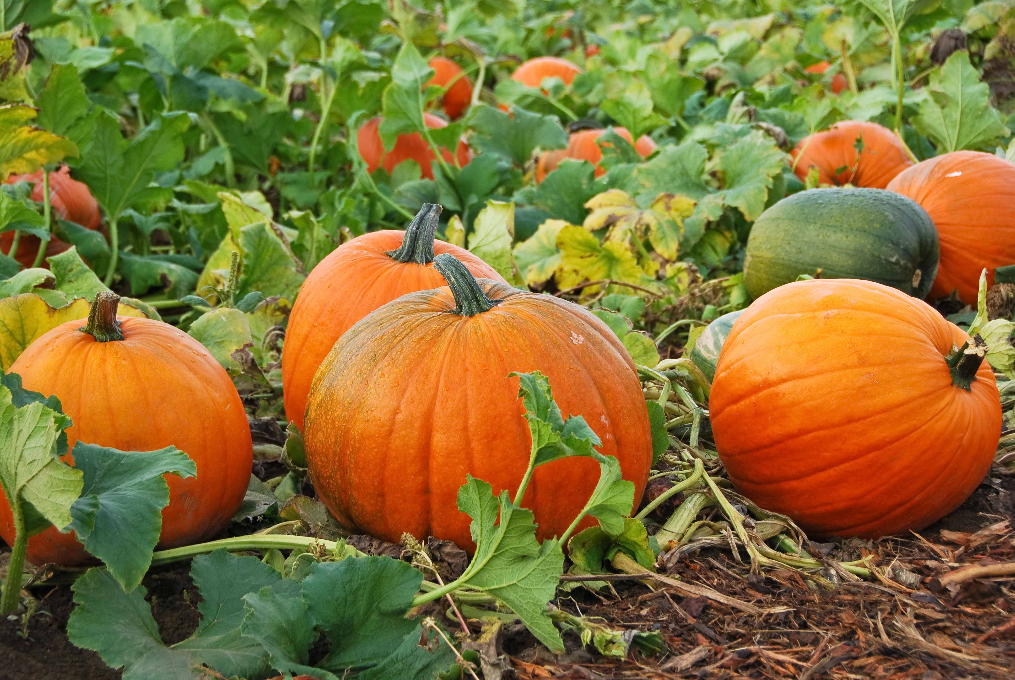 pumpkins-growing-carving-and-cooking-a-guest-blog-from-the-two