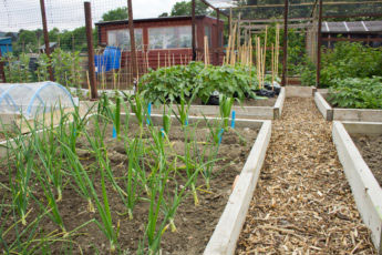 garden vegetable plot