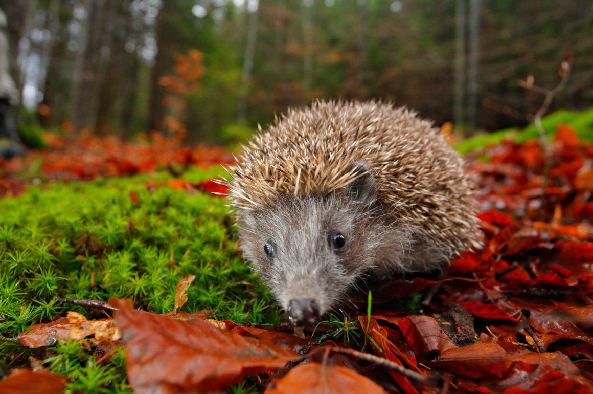 How To Look After A Hedgehog In Your Garden Stihl Blog 0032