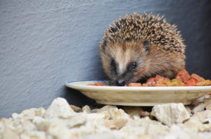 Hedgehog Eating