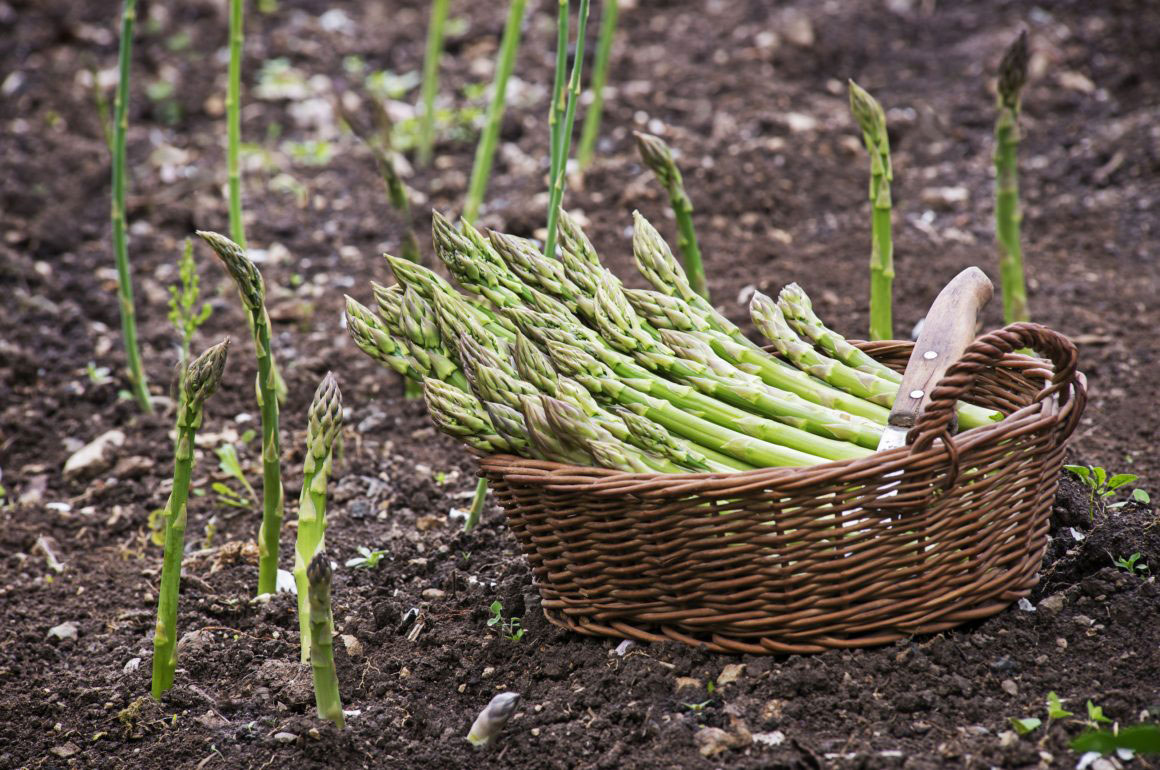 planting asparagus in your vegetable patch