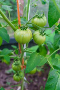 small tomatoes growing