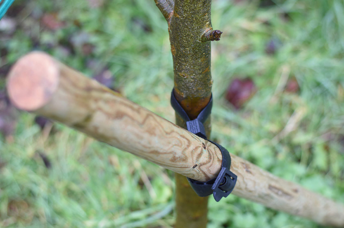 how to straighten a tree leader