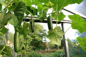 Cucumbers Growing In Greenhouse