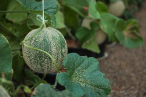 Melons Growing In Greenhouse