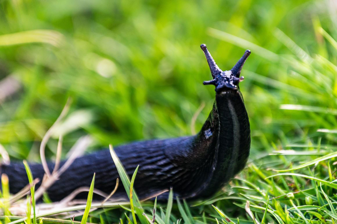 Slug_looking_at_camera_small-1160x770.jpg