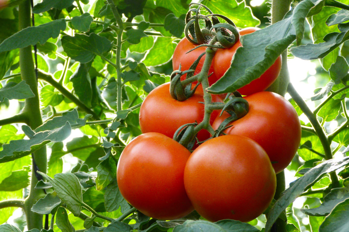 Tomatoes Growing In Greenhouse