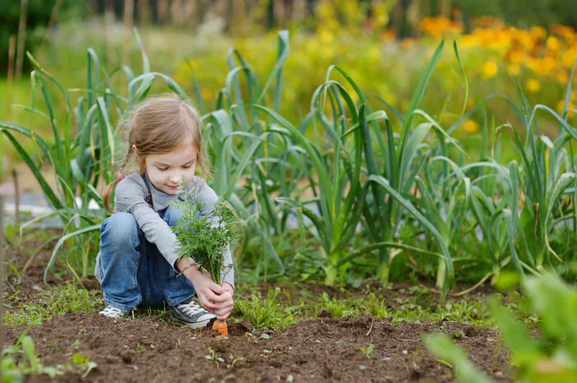 Girl Picking Carrots - Kids Garden