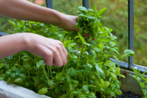 Herbs Growing On A Balcony