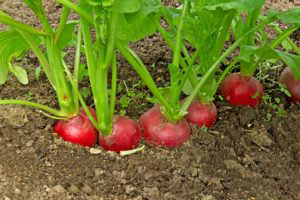 Radishes Growing In Garden