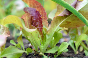 Salad Leaves Growing - Allotment Tips