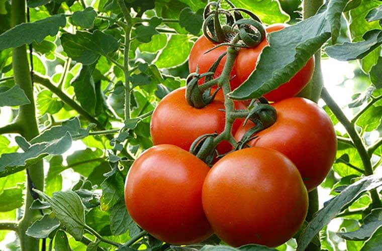 Five fruit and veg to grow in your greenhouse