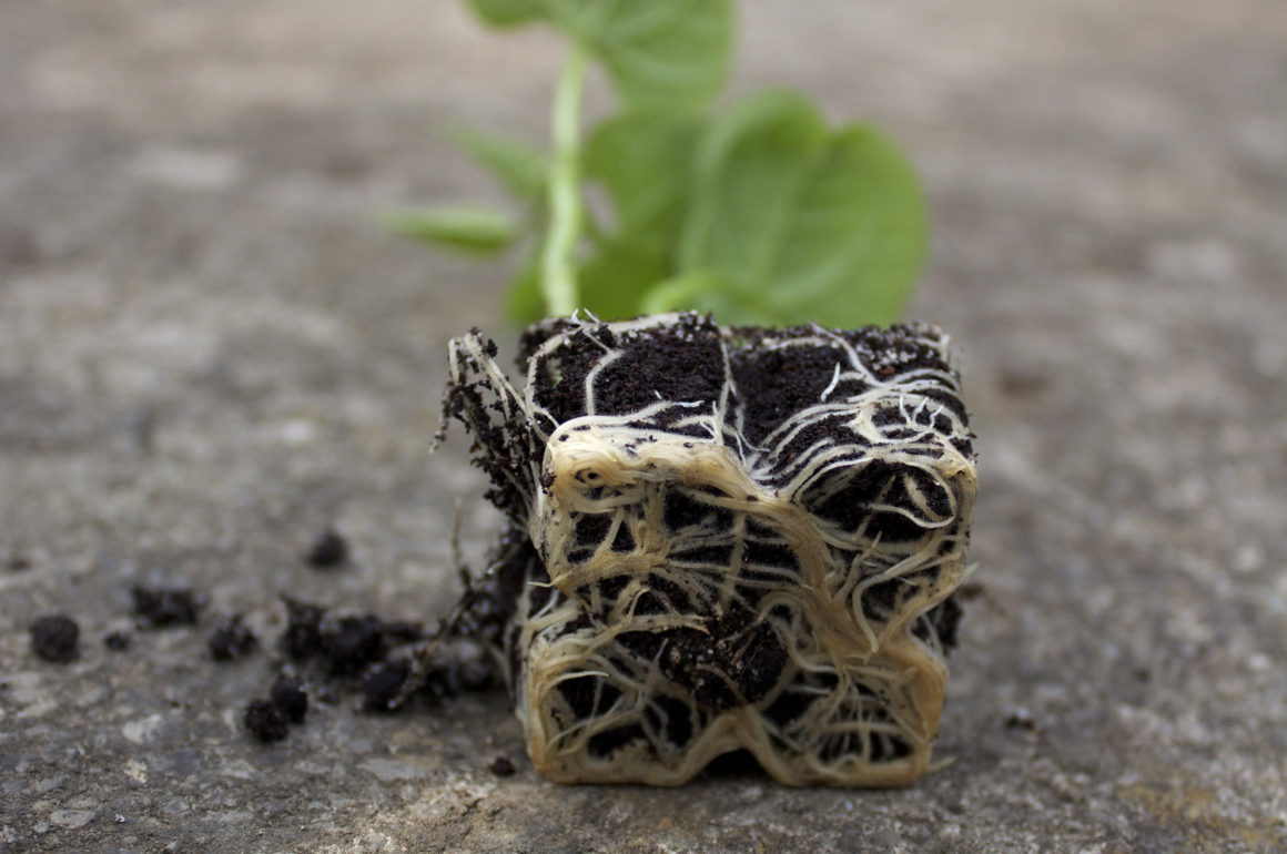 Plug Beans Roots Closeup