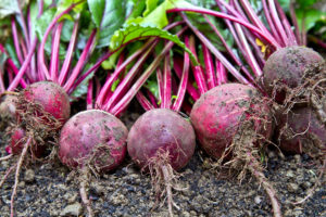 Freshly harvested organic beetroots laying on the ground soil. Beetroots.