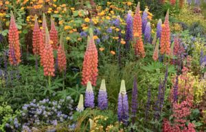 Lupins at the 2018 RHS Chelsea Flower Show