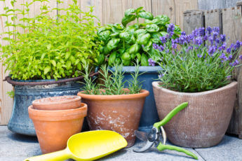 urban gardening with clay pots