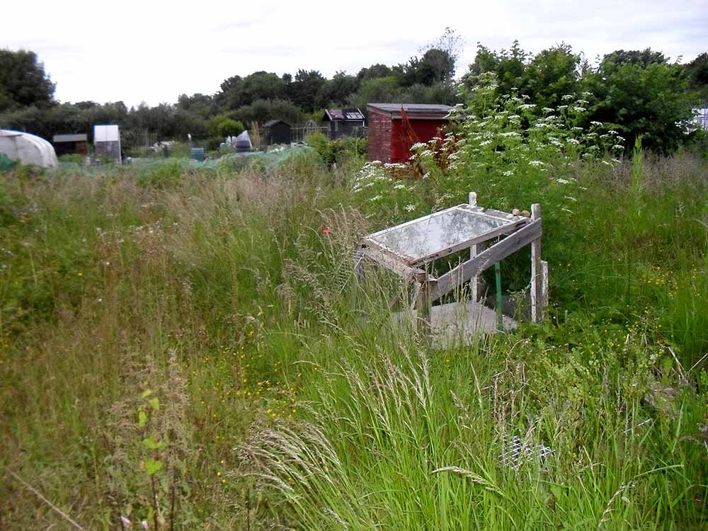 Overgrown Allotment Garden