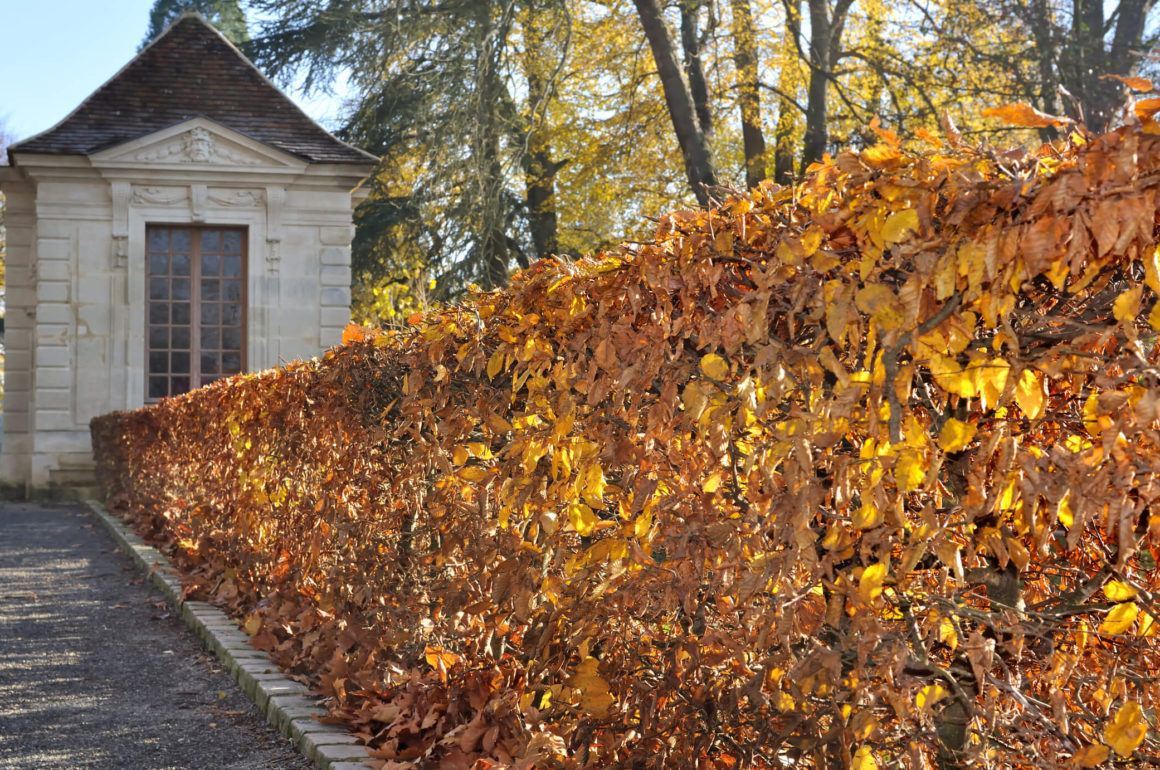 Hornbeam Hedge