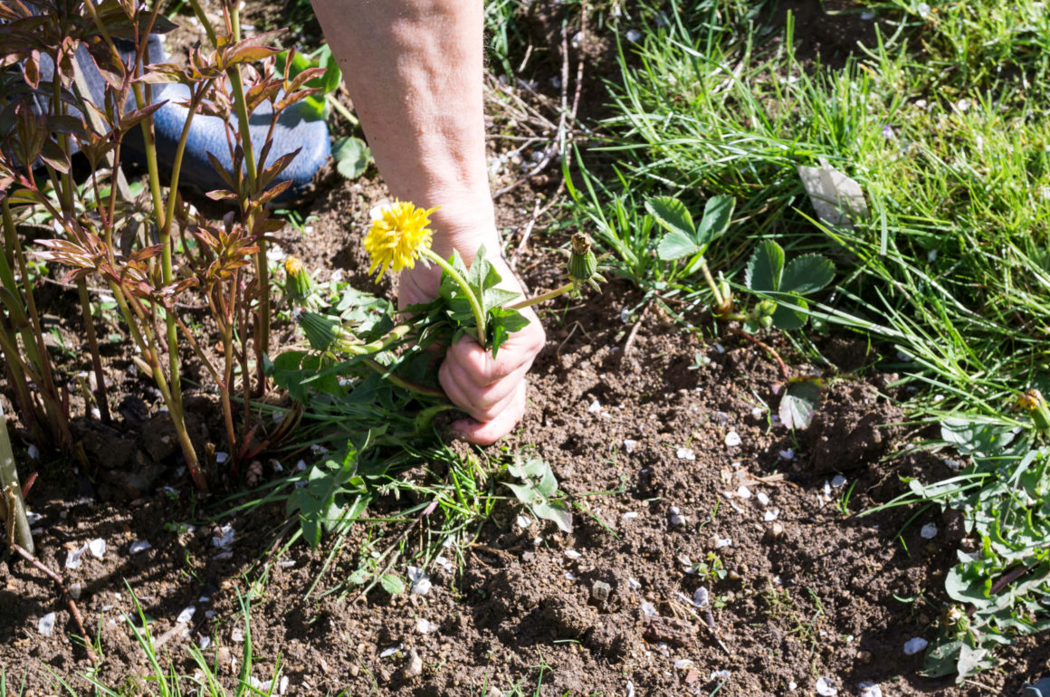 The ultimate guide to planting a hedge | STIHL Blog