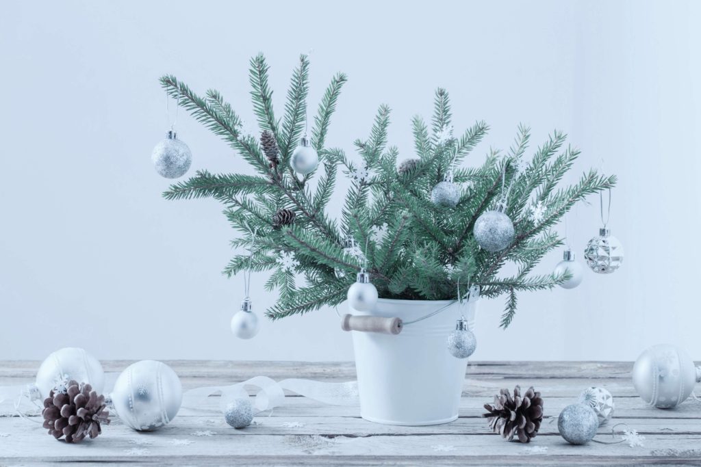 Five festive plants to bring indoors this Christmas