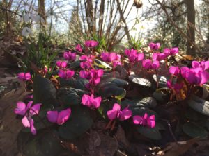 Cyclamen