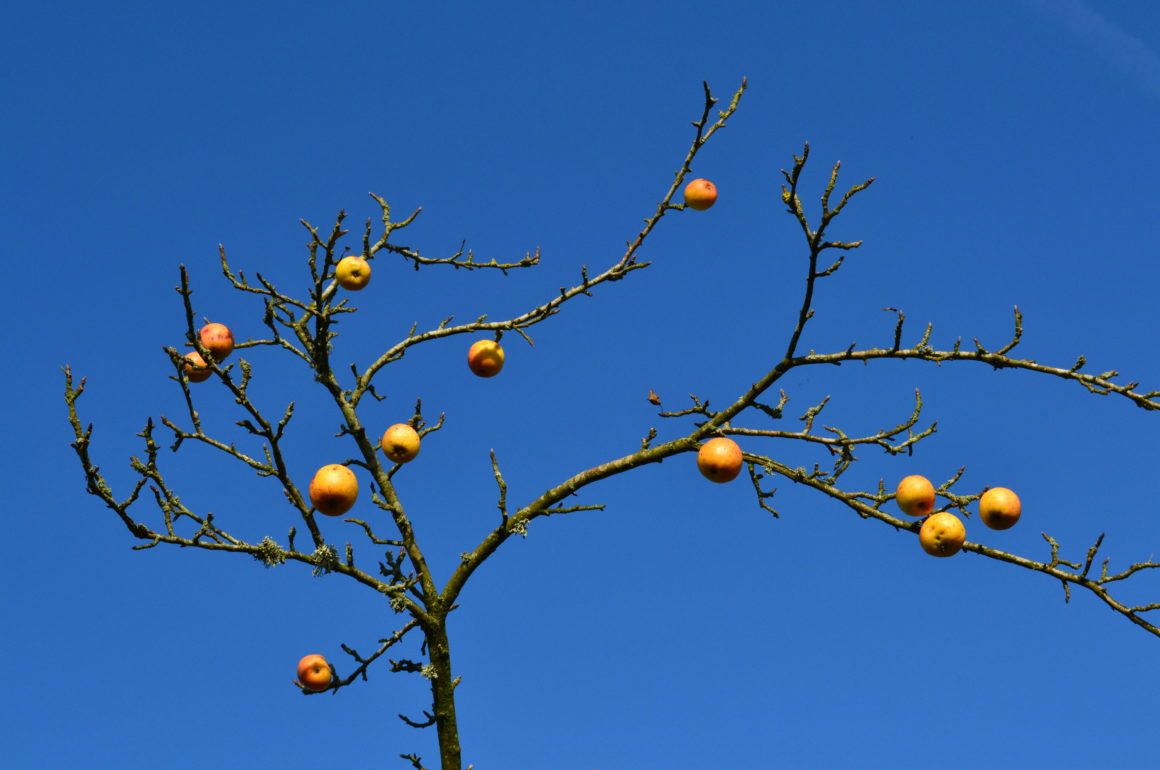 Apple-Tree