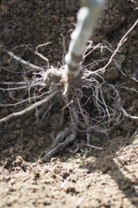 Roots of an Apple Tree