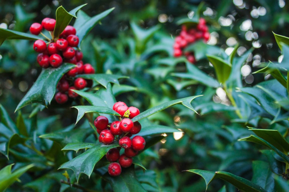 Five festive plants to bring indoors this Christmas