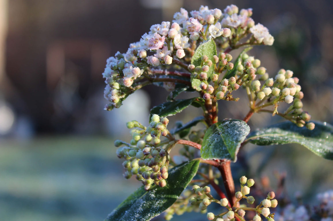 Viburnum