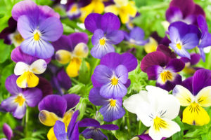 Violas