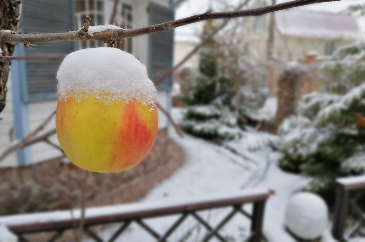 Apple Tree in Winter